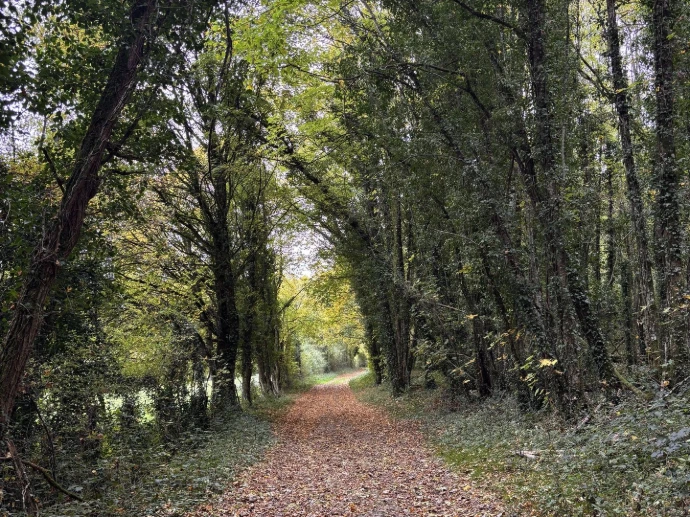 Chemin bordé d’arbres au Domaine du Moulin Rouge